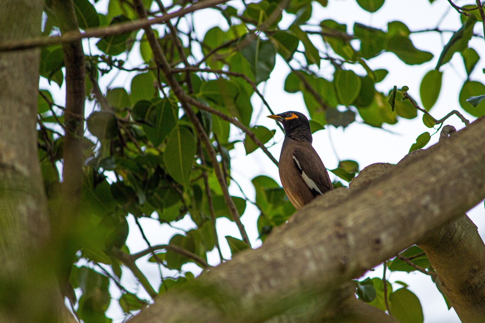 Canon EOS 1300D (EOS Rebel T6 / EOS Kiss X80) sample photo. Myna, bird, starling photography