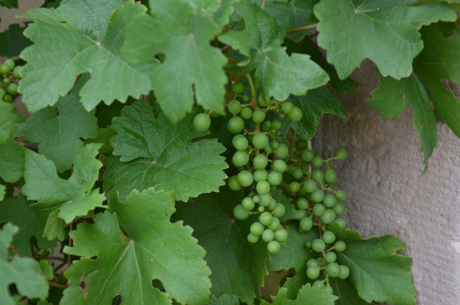 Nikon D7000 sample photo. Grape, grapevine, leaves photography