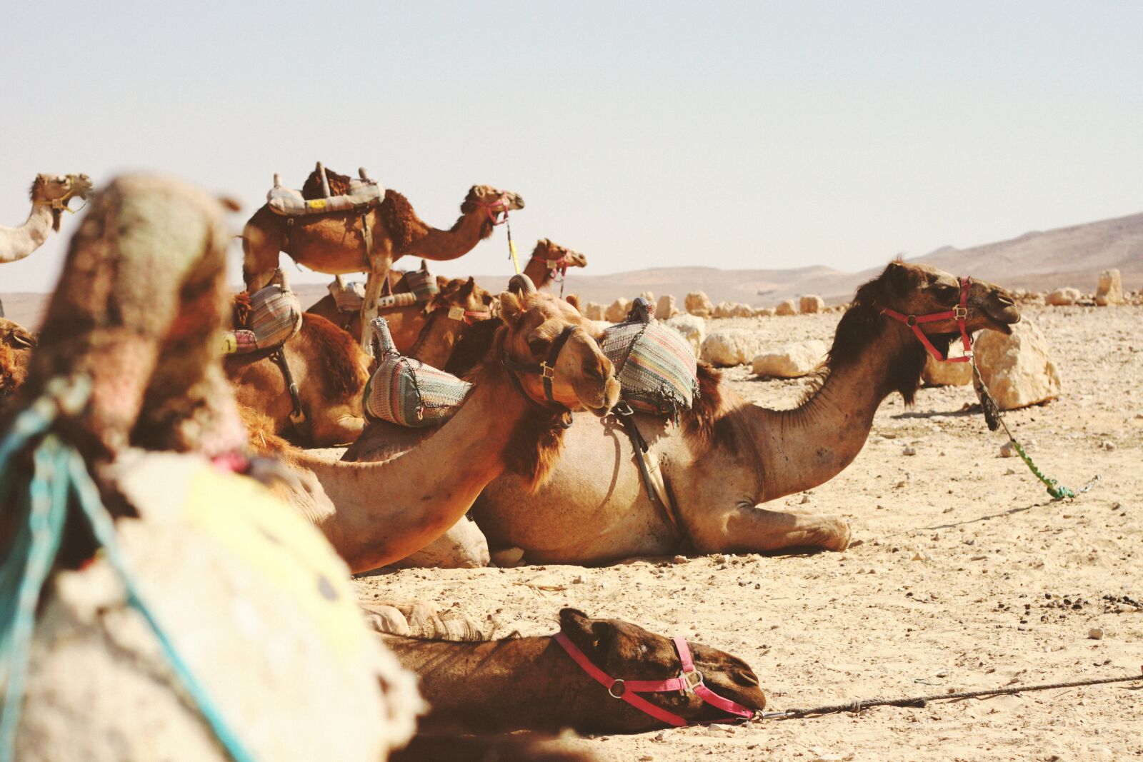 Canon EOS 500D (EOS Rebel T1i / EOS Kiss X3) sample photo. Animals, camels, desert photography