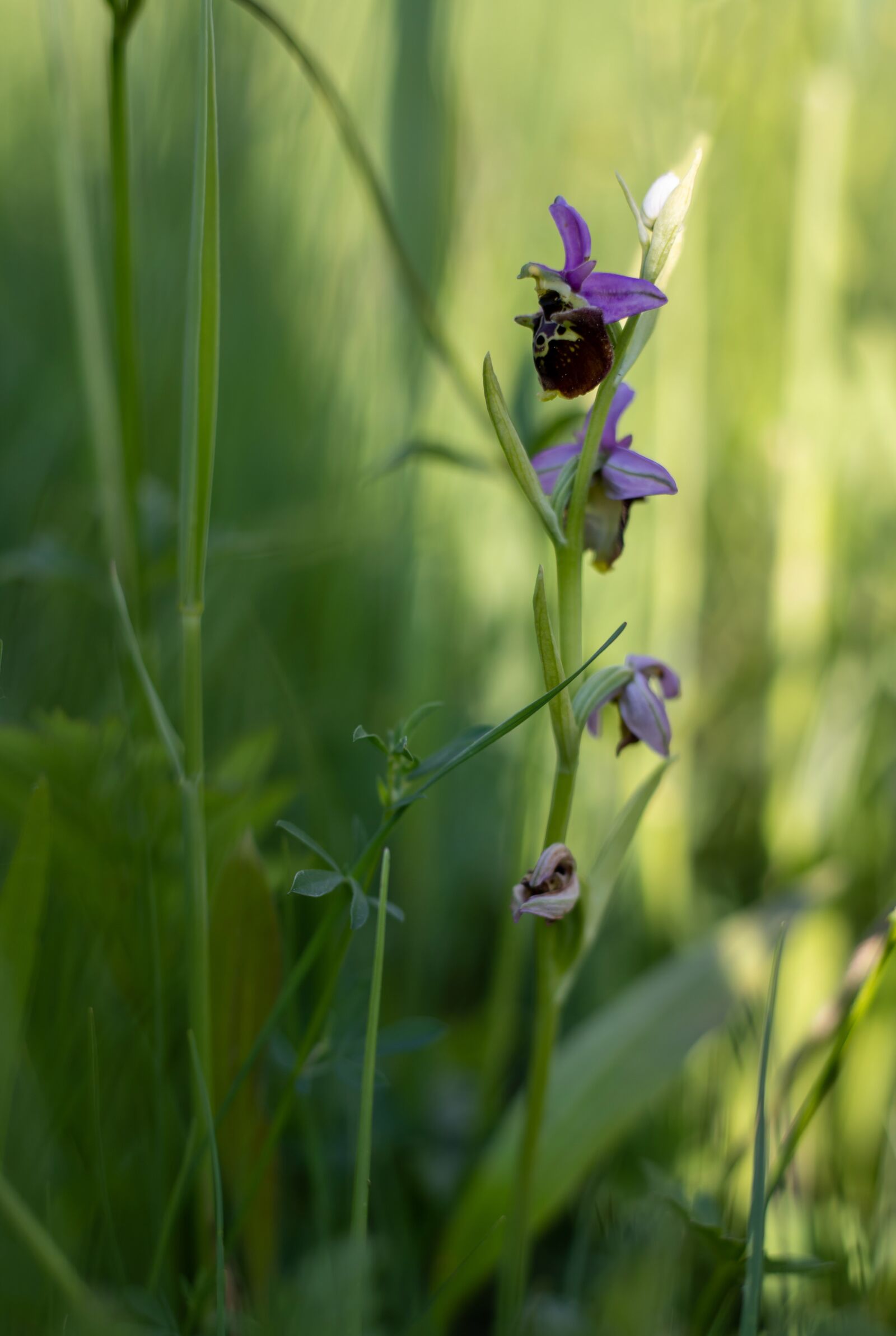 Canon EOS 6D Mark II + Canon EF 50mm F1.8 STM sample photo. Drone orchis, haute-savoie, annecy photography