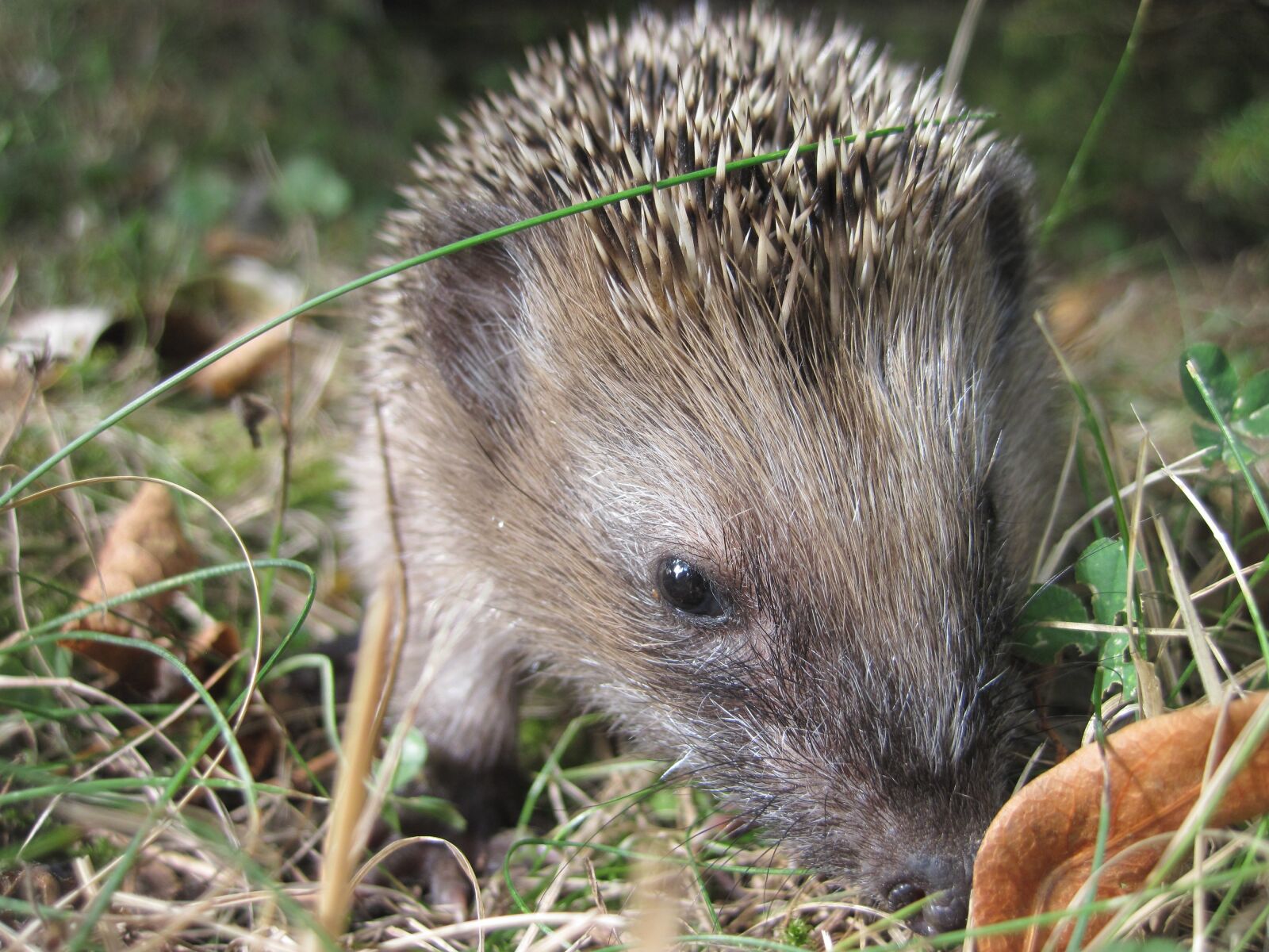 Canon PowerShot D10 sample photo. Hedgehog, young hedgehog, spur photography