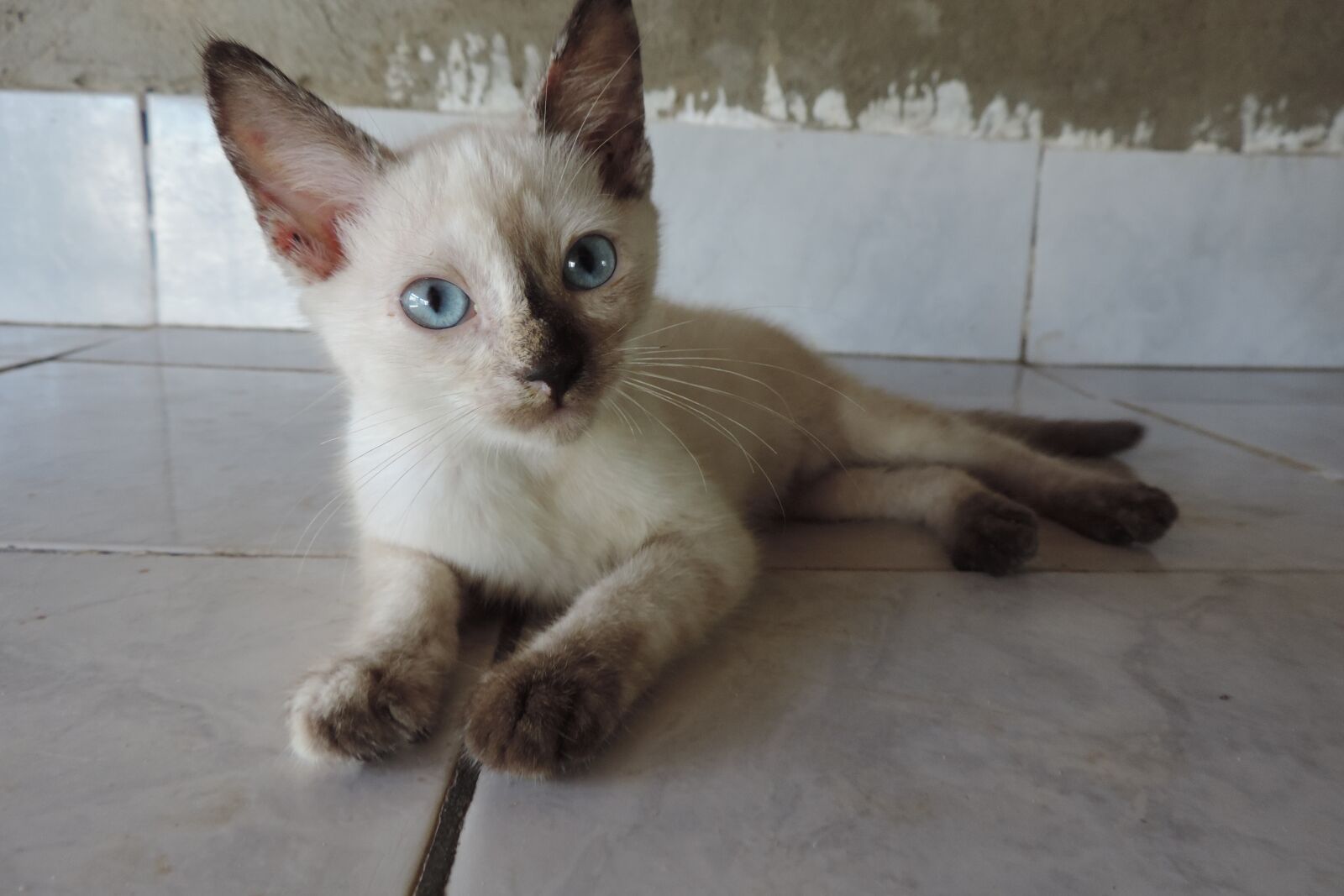 Nikon Coolpix P520 sample photo. Kitten, gata, animal photography