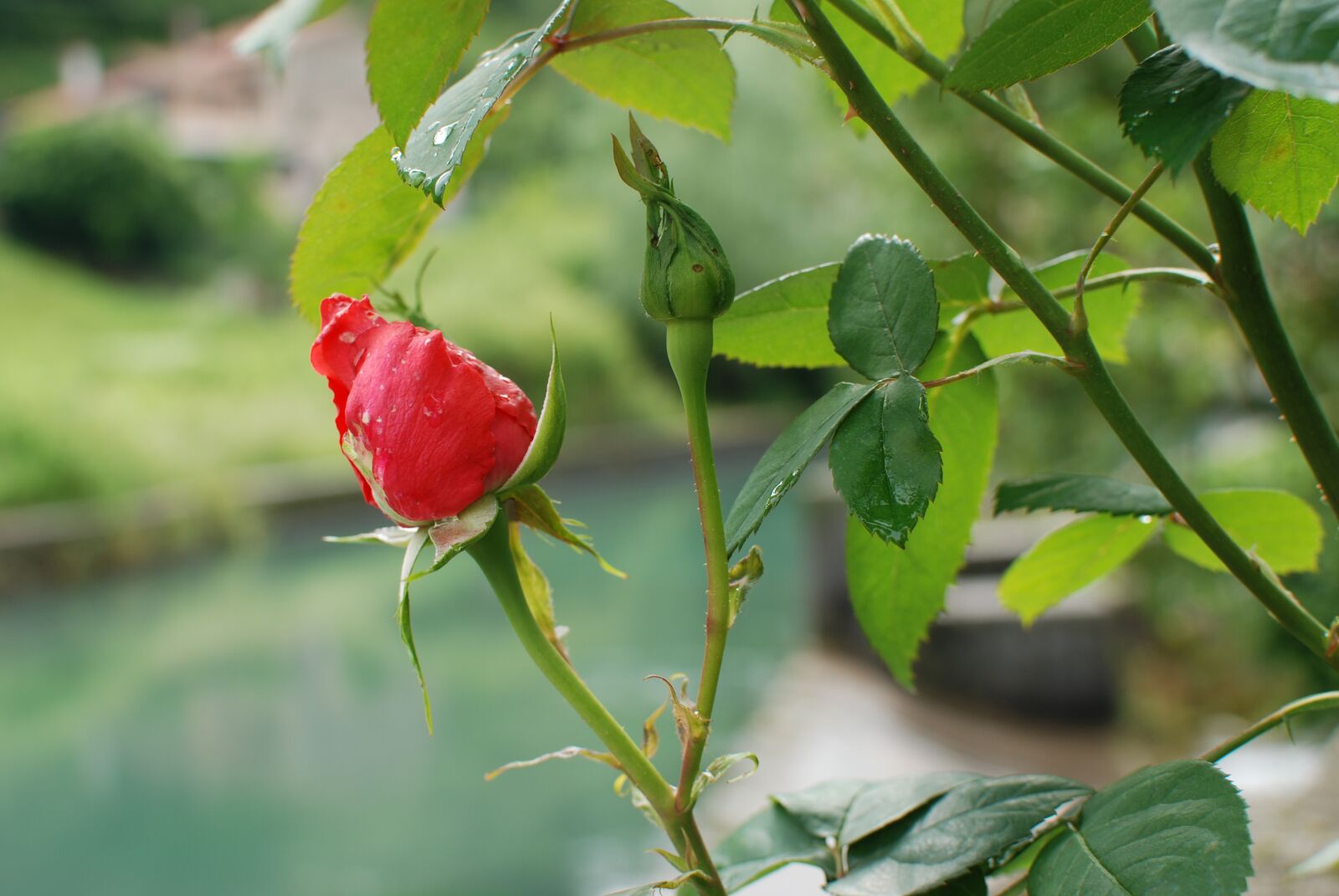 Nikon D80 sample photo. Rosa, nature, leaf photography