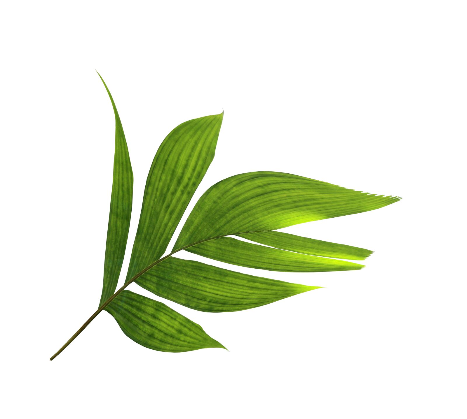 Canon EOS 700D (EOS Rebel T5i / EOS Kiss X7i) sample photo. Palm, leaf, foliage photography