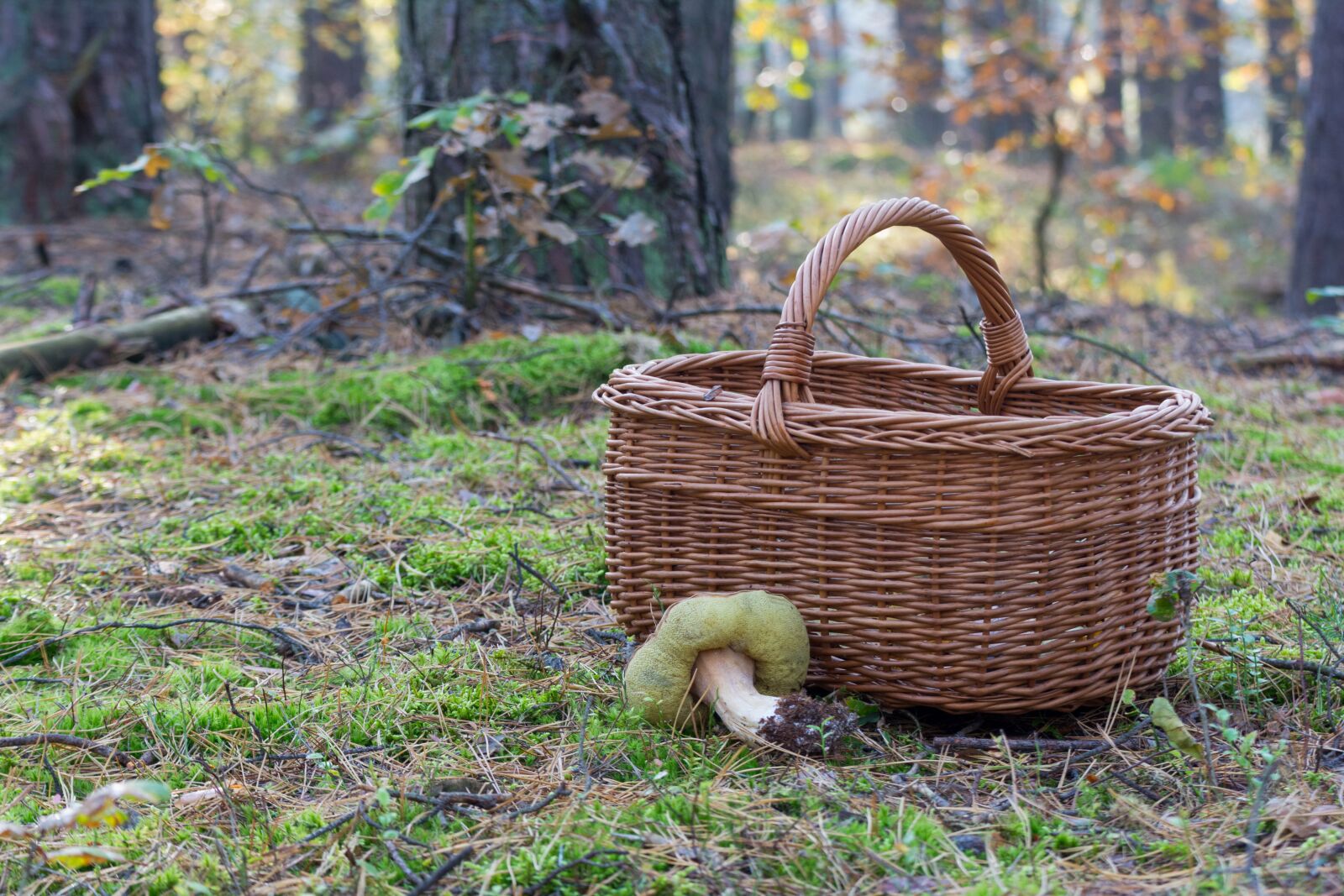 Tamron SP 70-300mm F4-5.6 Di VC USD sample photo. Forest, mushrooms, autumn photography