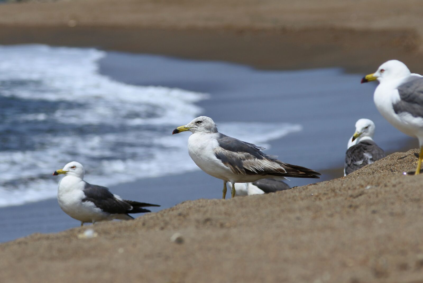 Nikon 1 J5 + VR 55-200mm f/4-5.6G sample photo. Animal, sea, beach photography