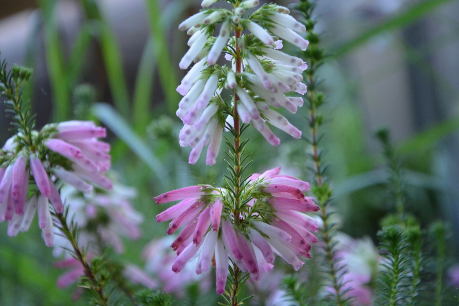 Nikon D5200 sample photo. Flower, flowers, érica verticillata photography
