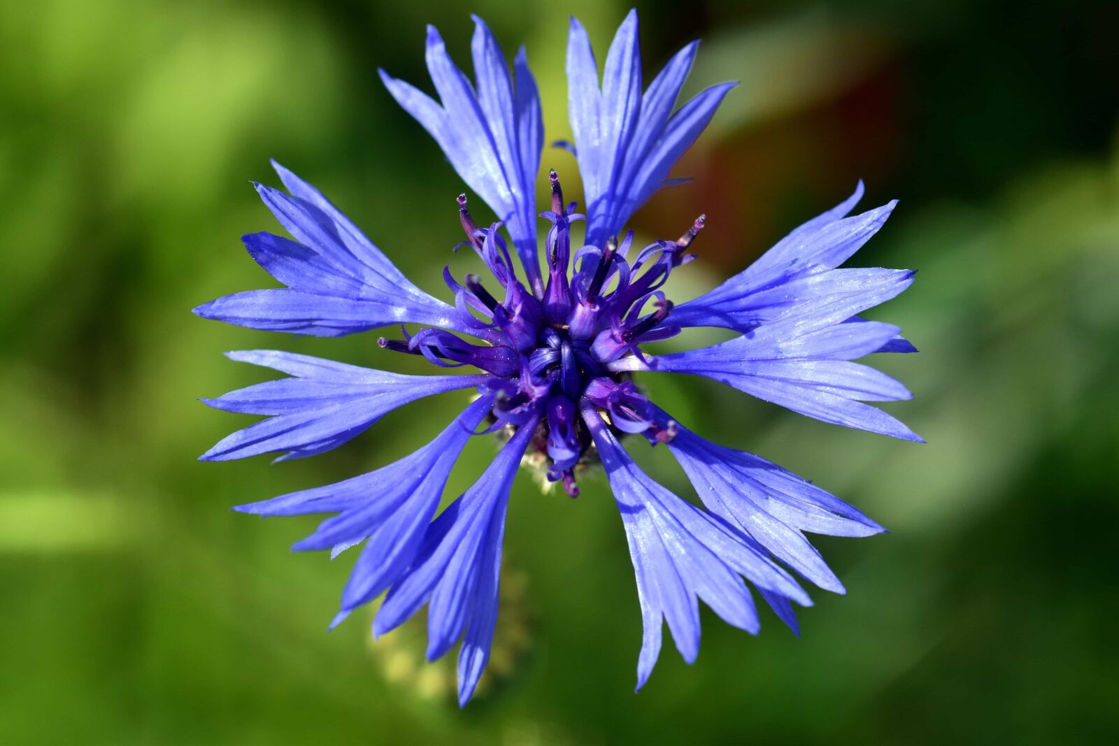 Nikon D3300 sample photo. Nature, flower, summer, herb photography