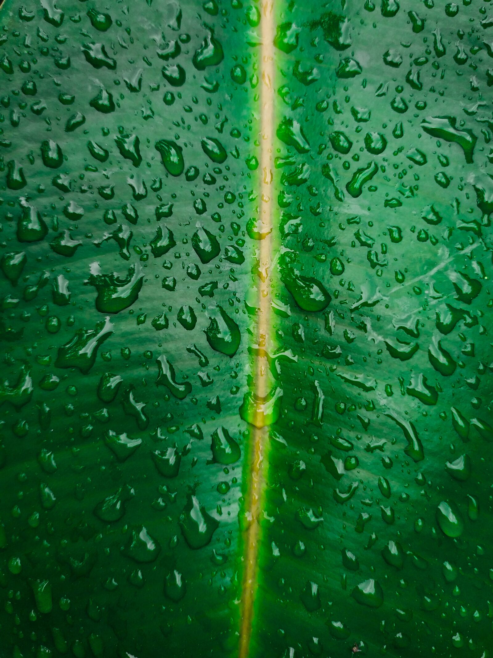 Xiaomi Redmi Note 7 sample photo. Hoja, verde, vida photography