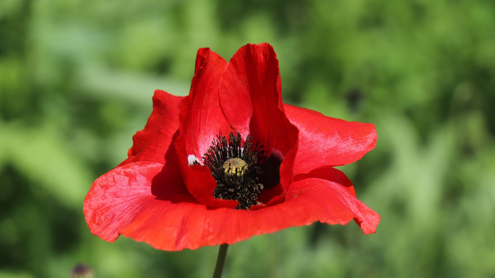 Canon EF-S 18-135mm F3.5-5.6 IS USM sample photo. Ponceau, flowers poppy, garden photography