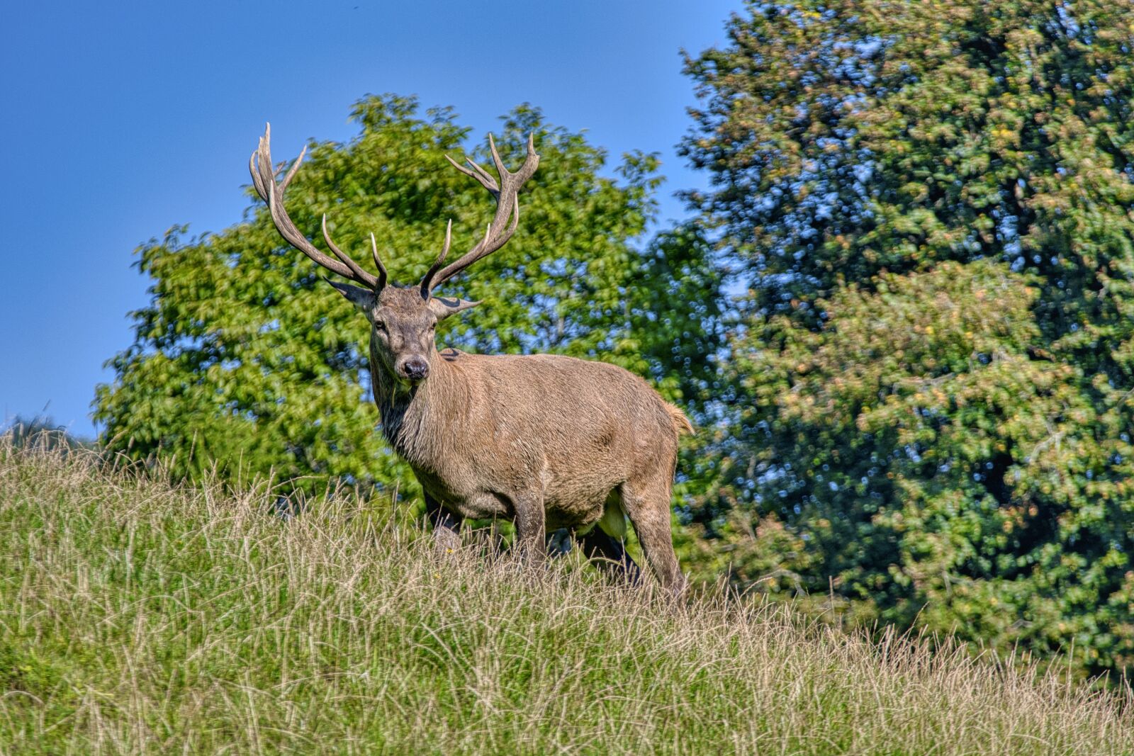 Nikon D7500 sample photo. Red deer, hirsch, male photography