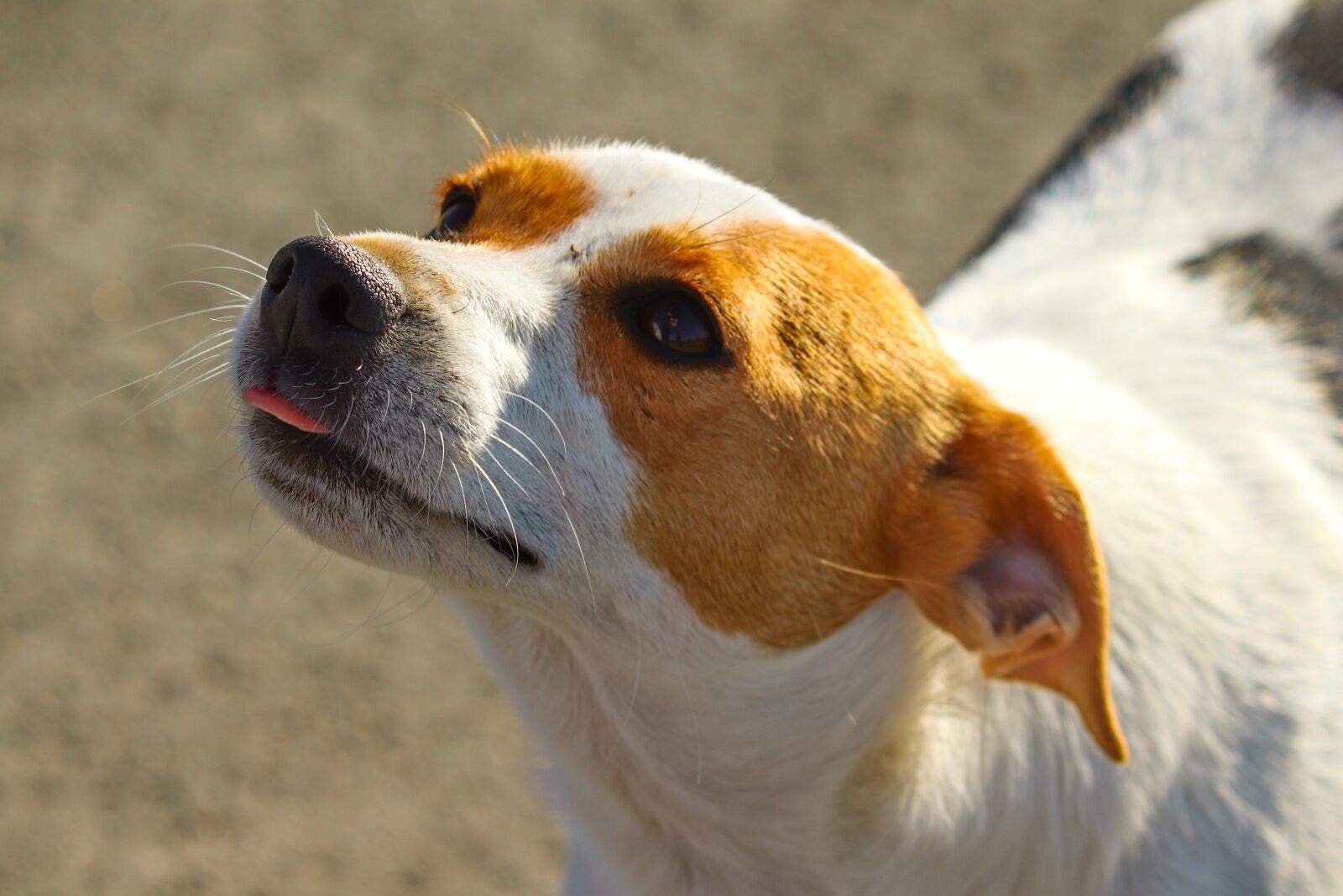 Canon EOS 200D (EOS Rebel SL2 / EOS Kiss X9) sample photo. Dog, hybrid, portrait photography