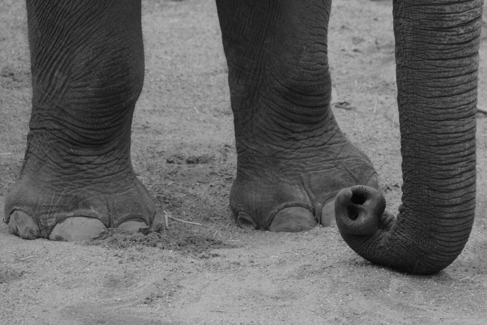 Nikon D5200 sample photo. Elephant, animal, trunk photography