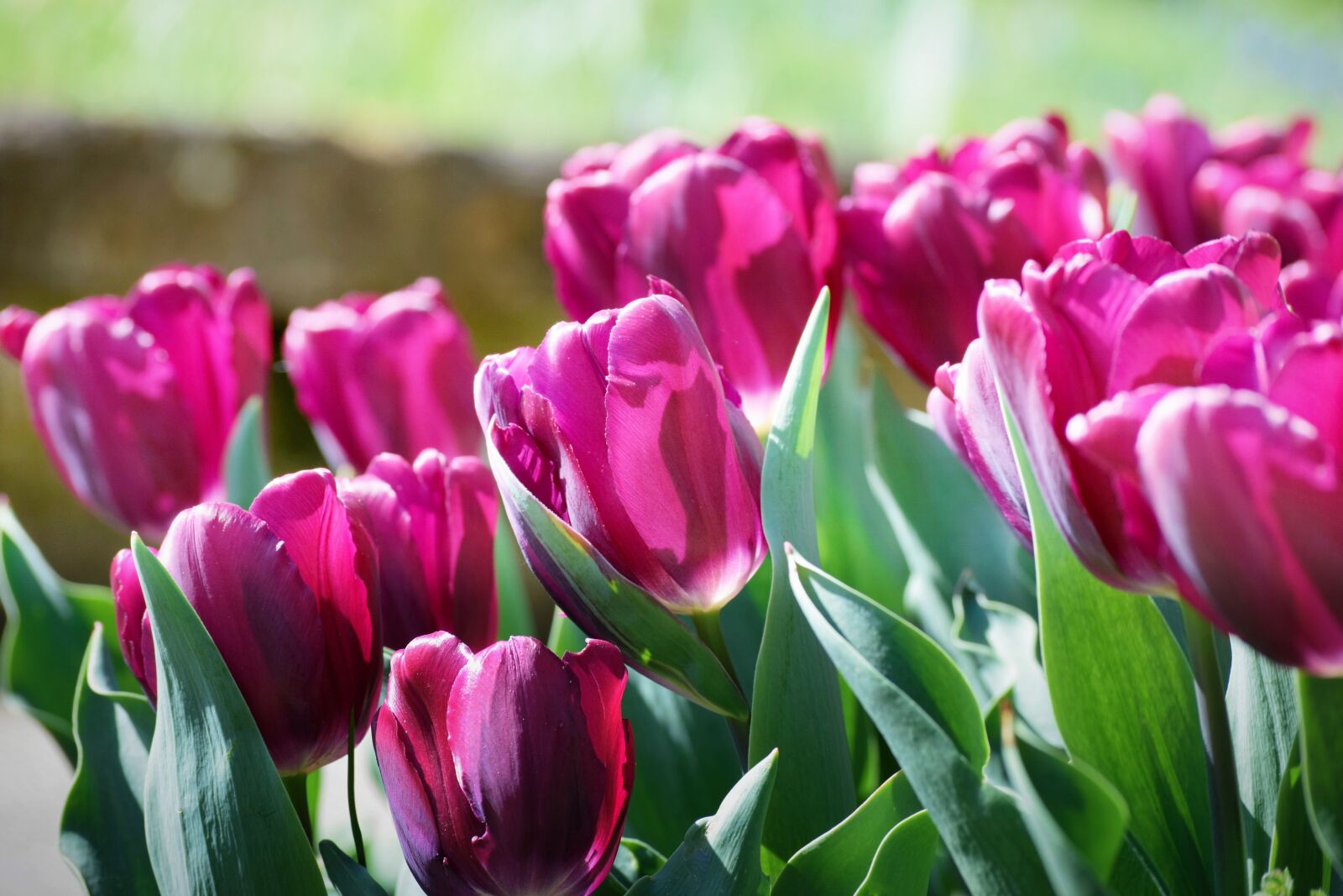Nikon D5300 sample photo. Tulips, pink, flowers photography