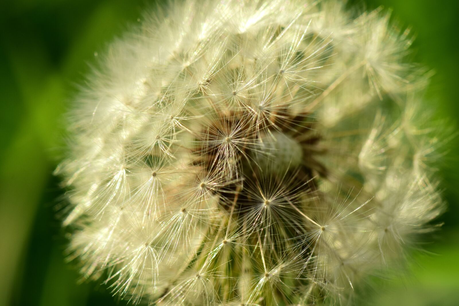 Nikon D3300 sample photo. Dandelion, close up, seeds photography
