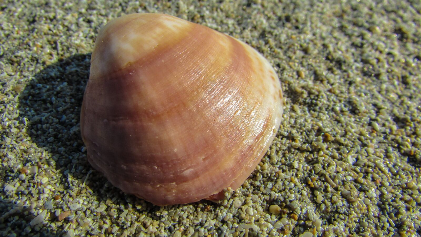 Canon PowerShot SX400 IS sample photo. Shell, sand, beach sand photography