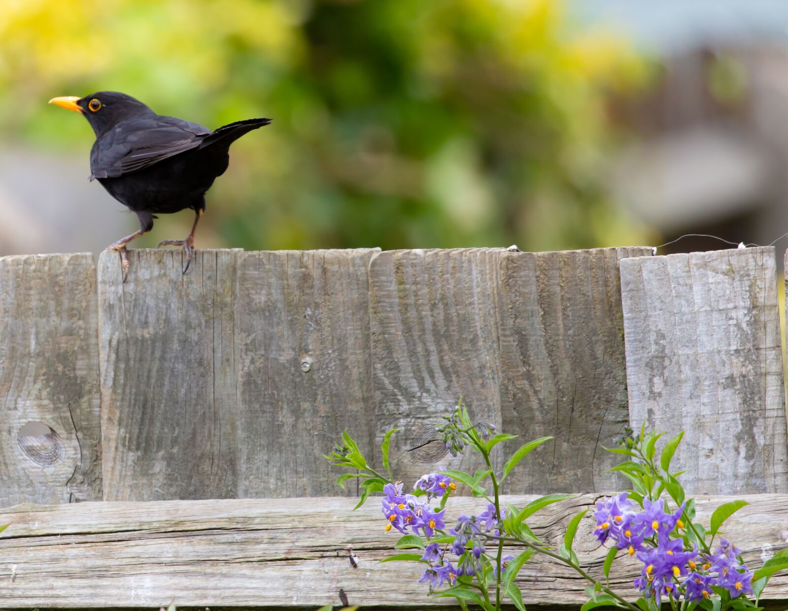 Canon EOS 5D Mark III sample photo. Male uk blackbird, male photography