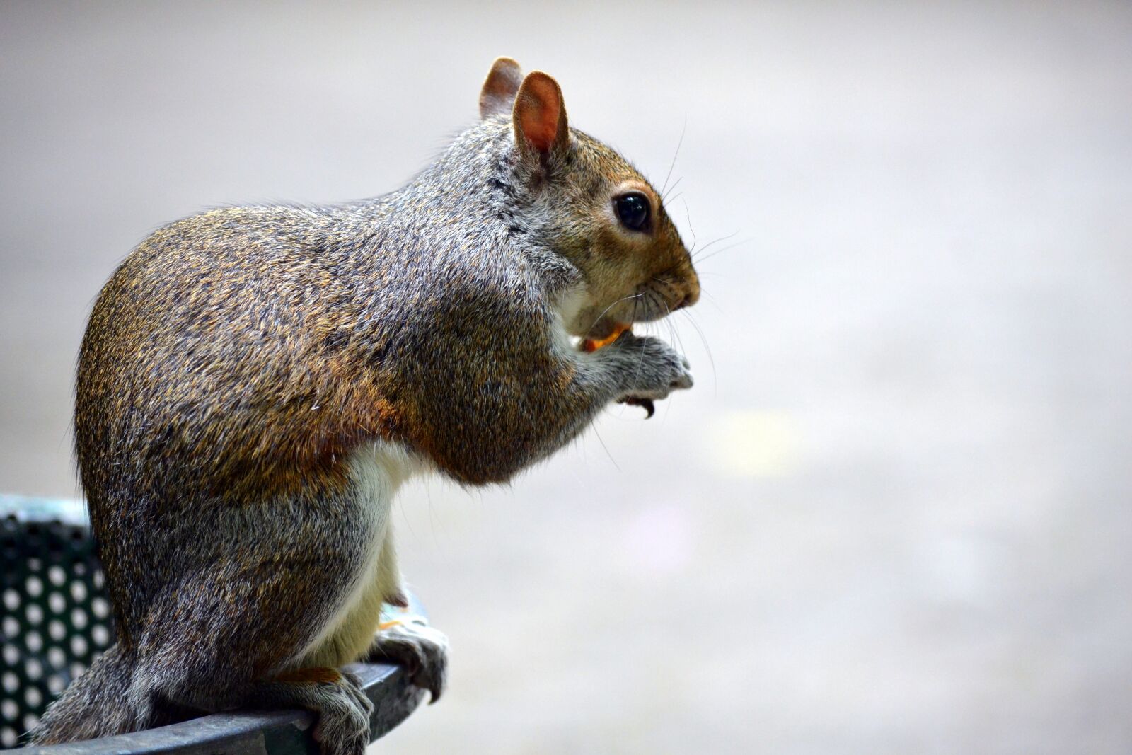 Nikon D3100 sample photo. Squirrel, park, acorn photography