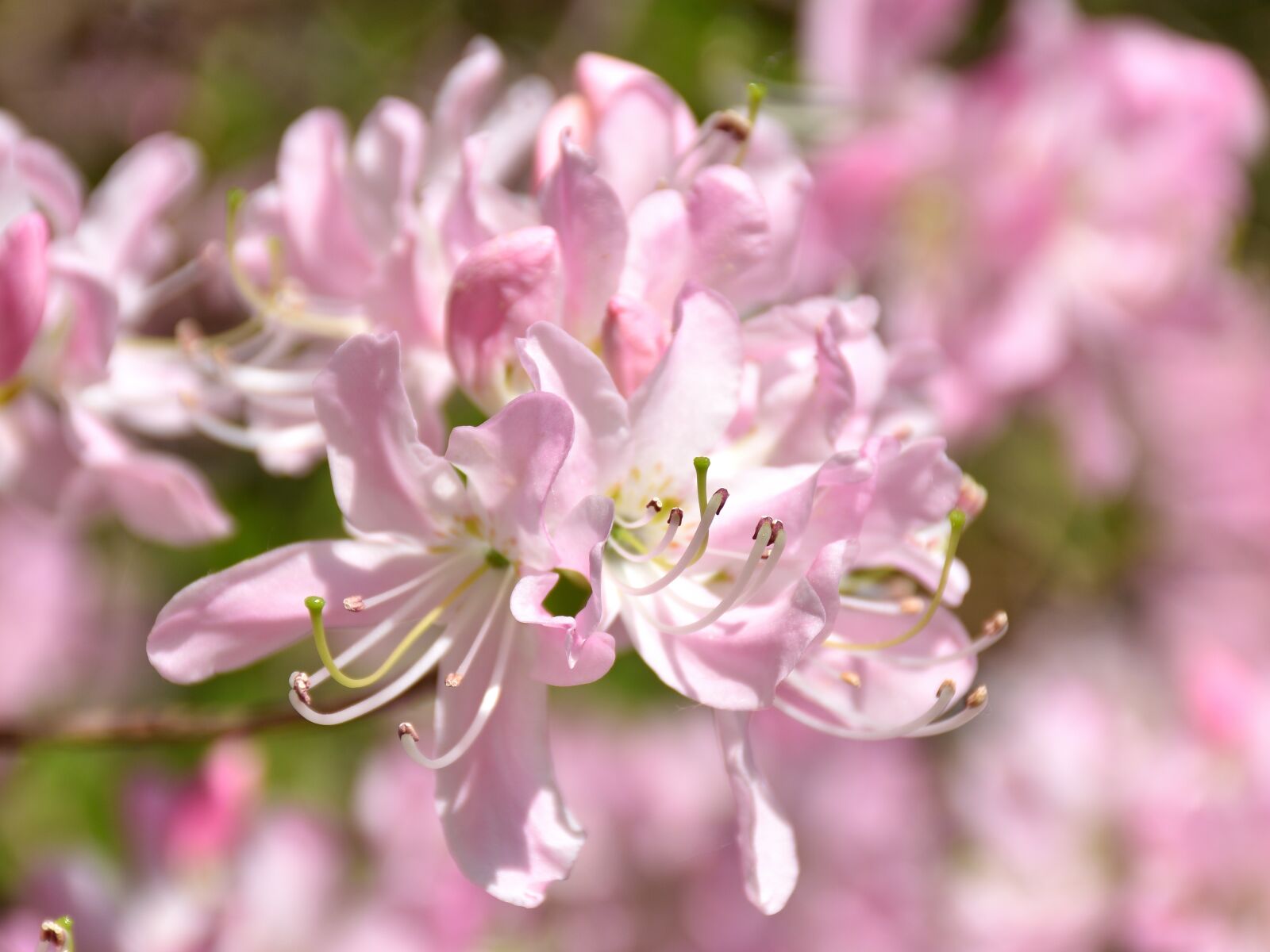 Nikon D5500 sample photo. Rhododendron, flower, plant photography