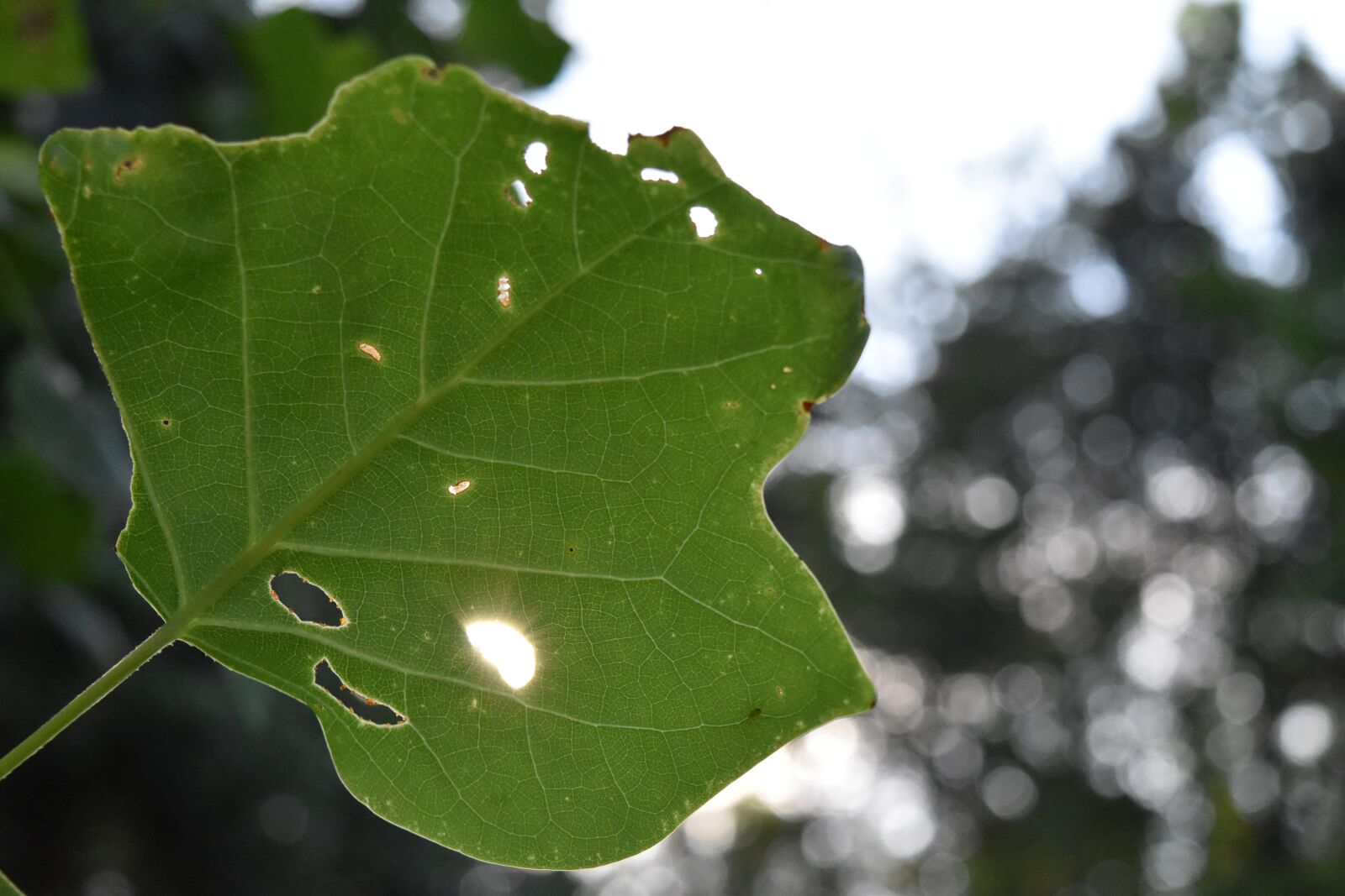 Nikon D5500 sample photo. Sunshine, leaf, smiley face photography
