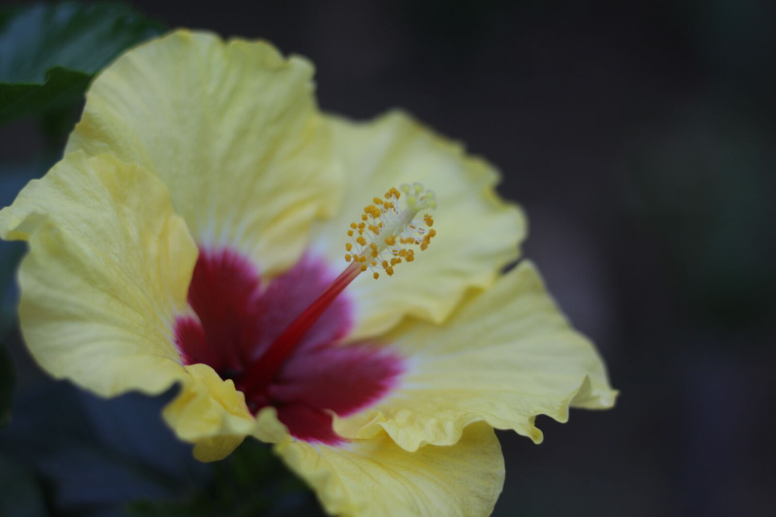 Canon EOS 50D sample photo. Flower, yellow, yellow flower photography