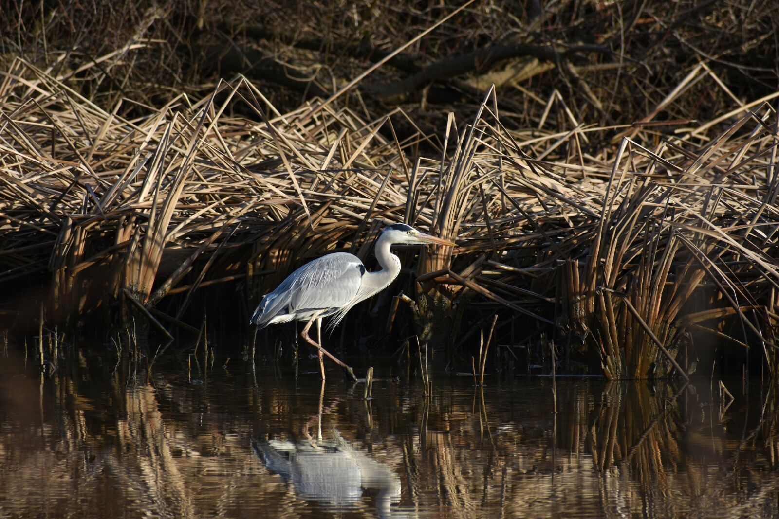 Nikon D7200 sample photo. Animal, river, waterside photography