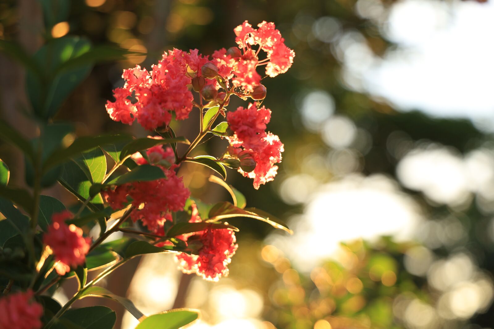 Canon EOS RP + Canon RF 24-105mm F4L IS USM sample photo. Sunset, sunlight, flowers photography