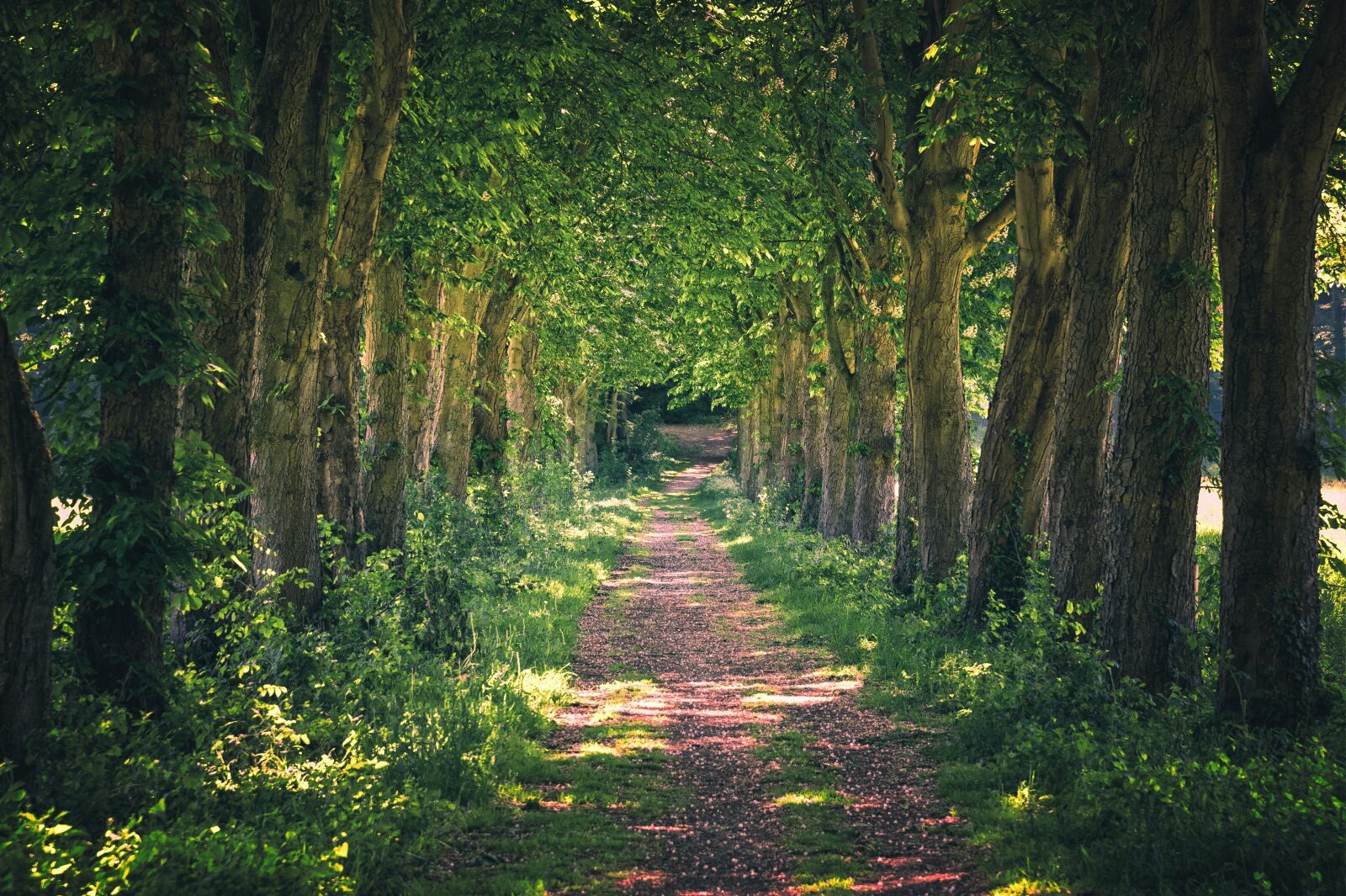 Nikon Z6 sample photo. Avenue, away, nature photography