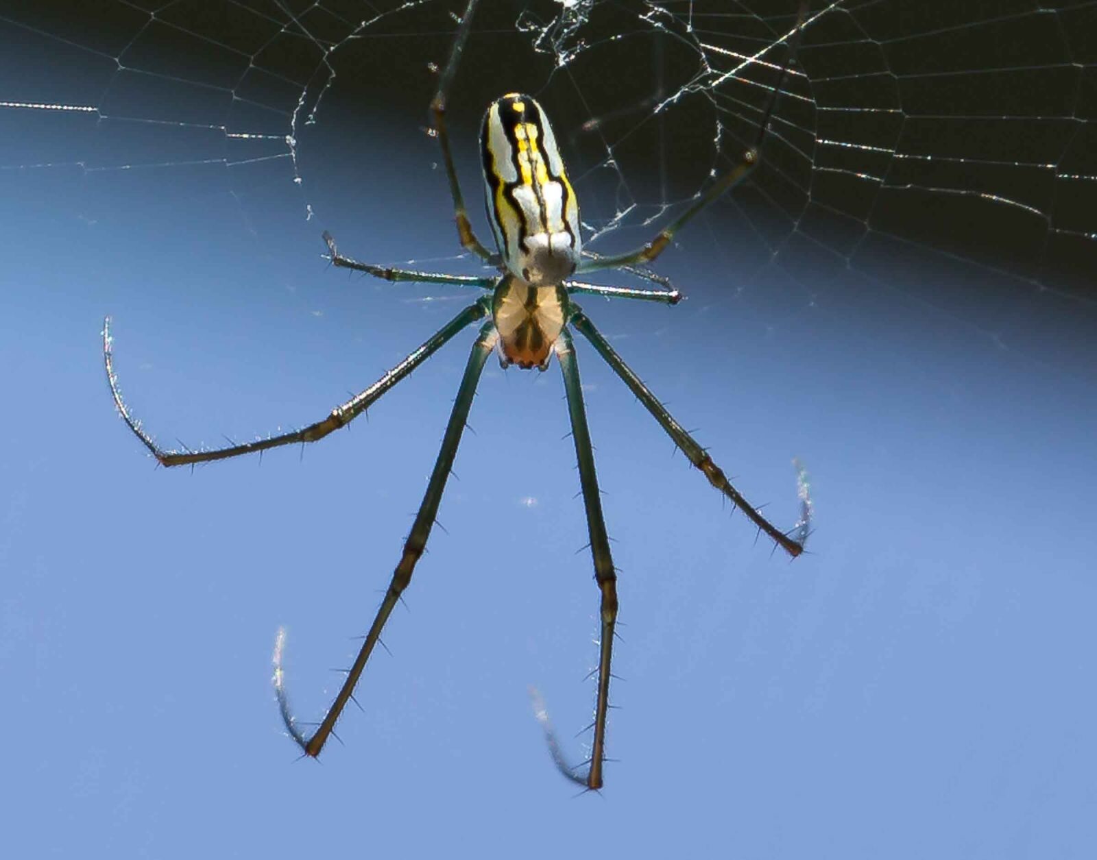 Canon EOS 5D Mark III sample photo. Spider, banana, web photography