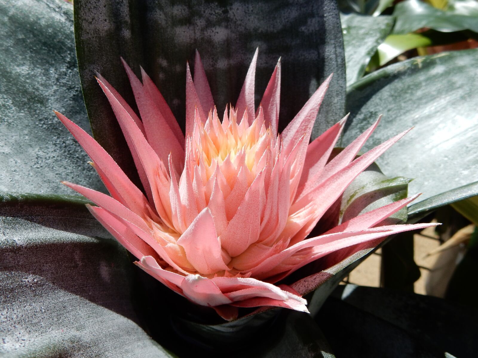 Nikon Coolpix S9900 sample photo. Bromeliad, flower, garden photography