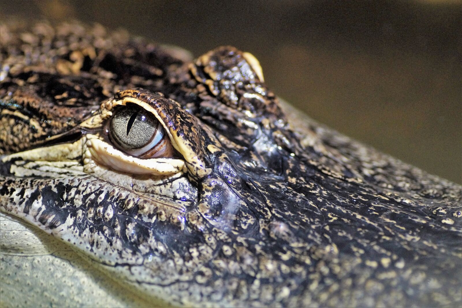 Sony SLT-A58 sample photo. Crocodile, alligator, reptile photography