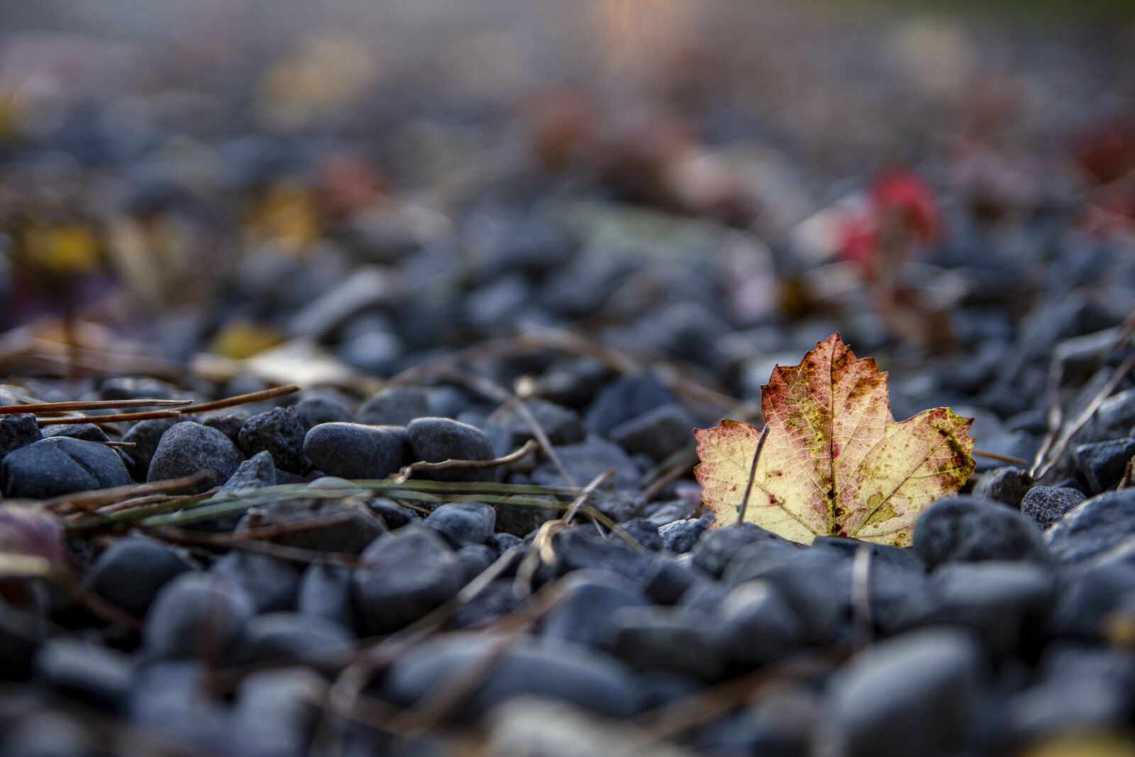 Tamron SP AF 17-50mm F2.8 XR Di II LD Aspherical (IF) sample photo. Leaves, autumn, nature photography