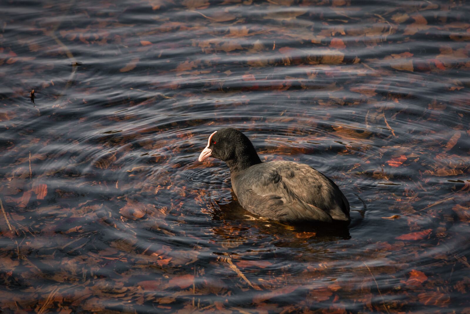 Pentax K-5 sample photo. Eurasian coot, lake, bird photography