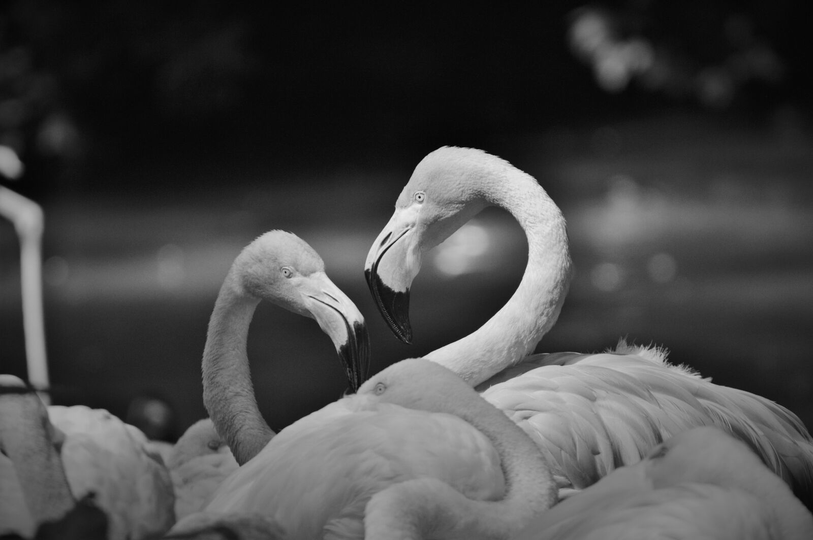 Nikon D3200 sample photo. Flamingo, bird, pink photography