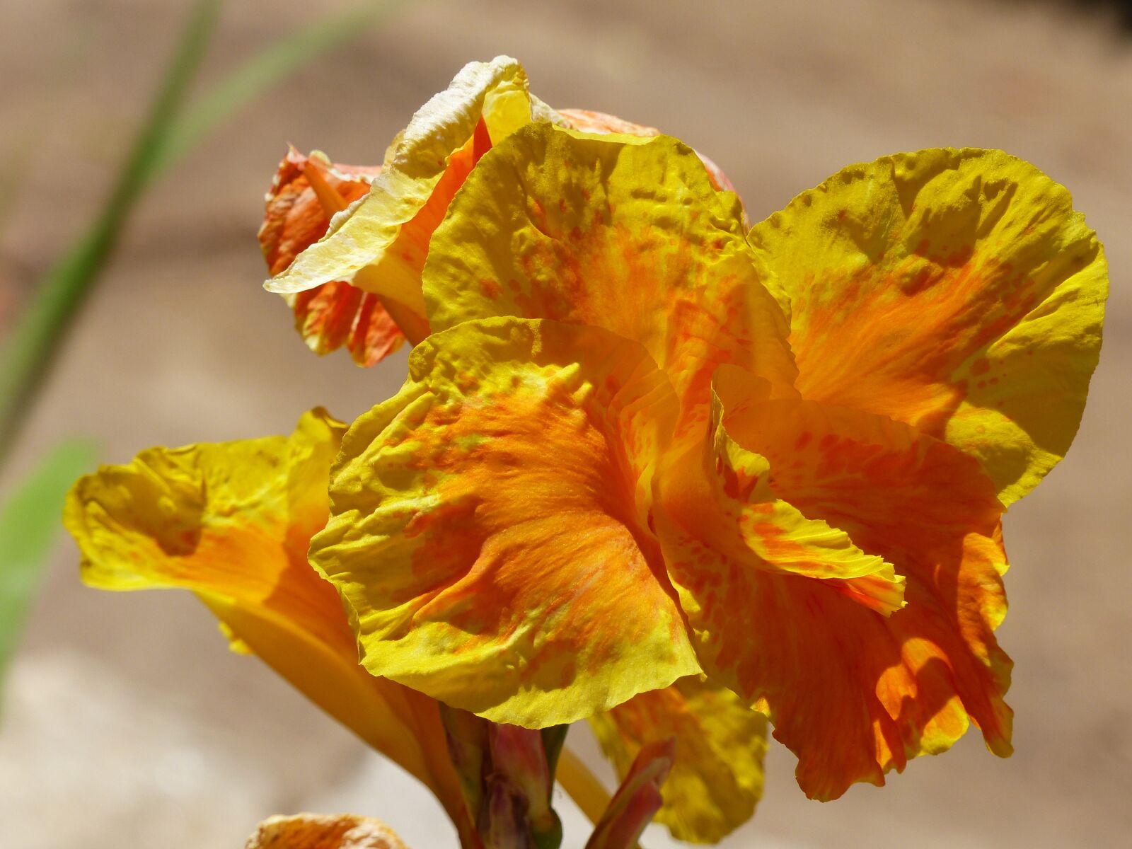 Panasonic Lumix DMC-FZ200 sample photo. Flower, canna, yellow photography