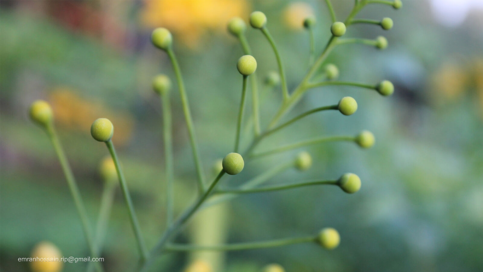 Canon EOS 1100D (EOS Rebel T3 / EOS Kiss X50) sample photo. Nature, nice, wallpaper photography