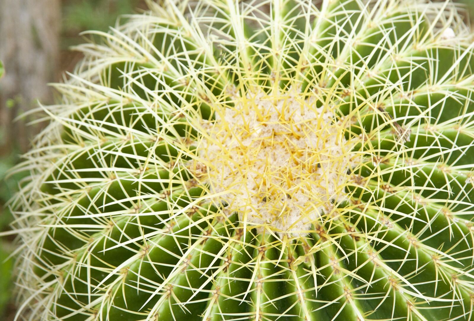 Nikon D750 sample photo. Cactus, cacti, plant photography