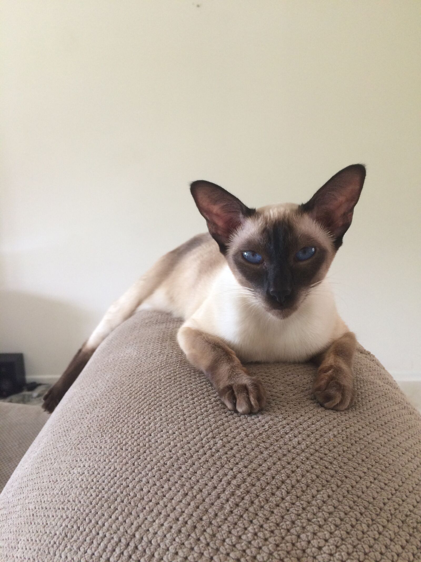 iPhone 5s back camera 4.15mm f/2.2 sample photo. Siamese, cat, kitten photography