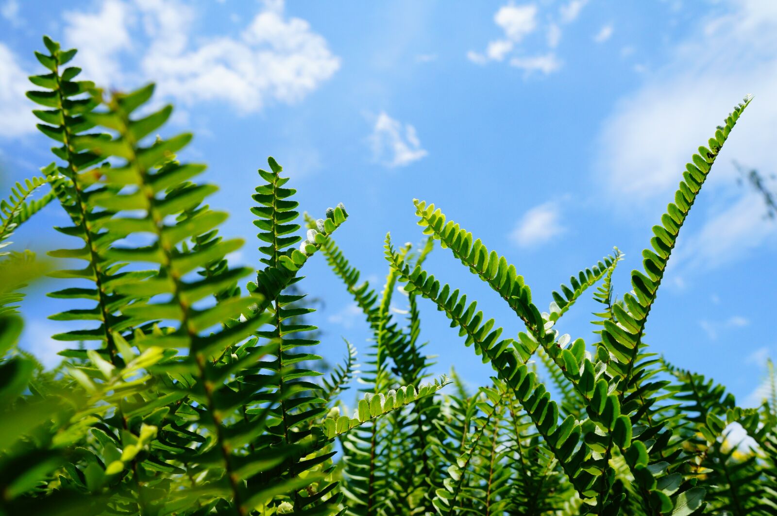 Sony Alpha NEX-5N sample photo. Nature, plant, leaf photography