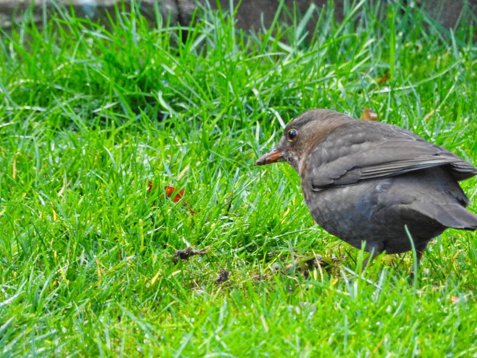 Nikon Coolpix P900 sample photo. Blackbird, bird, nature photography
