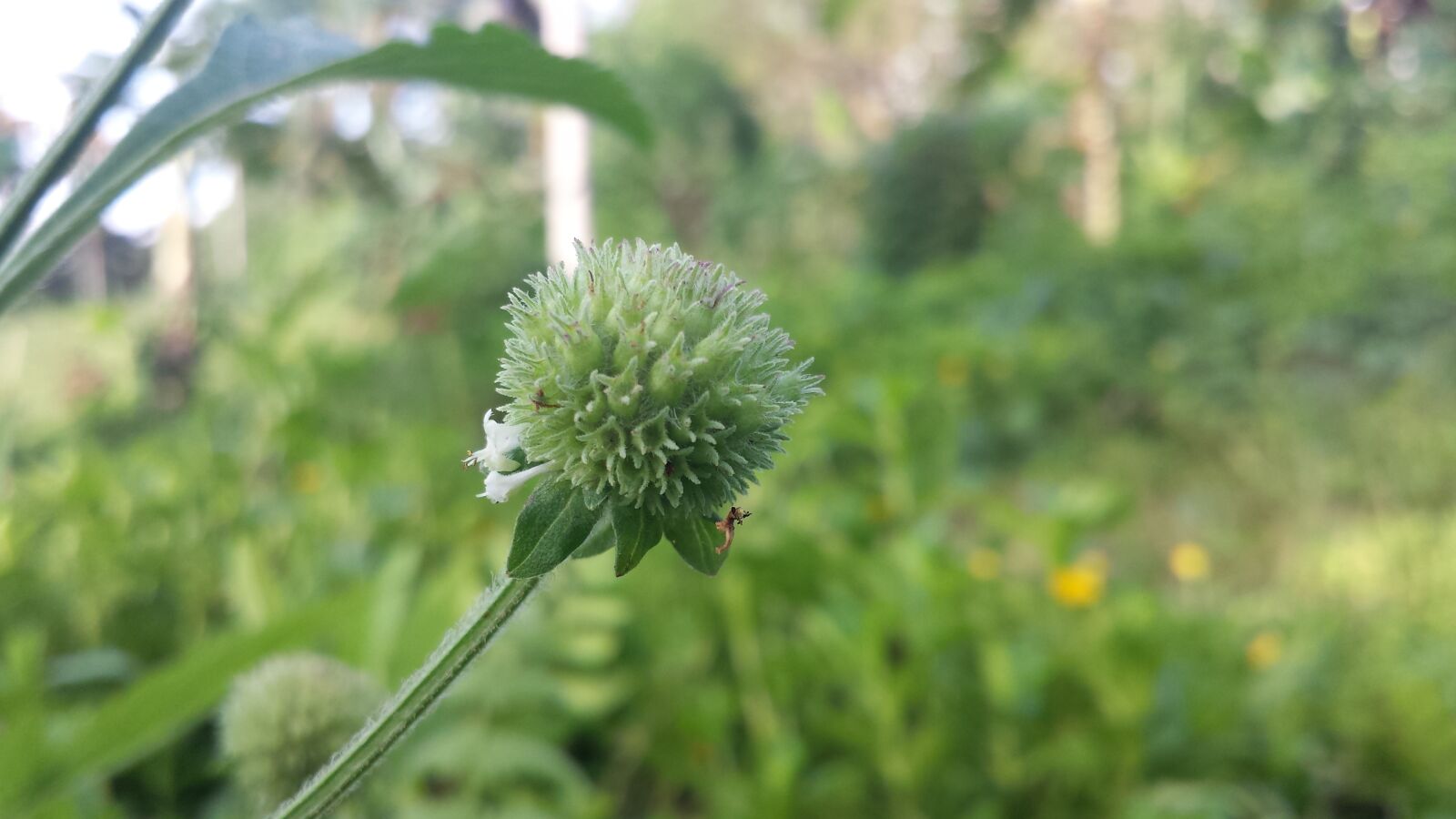 Samsung Galaxy S4 sample photo. Shot, during, a photography