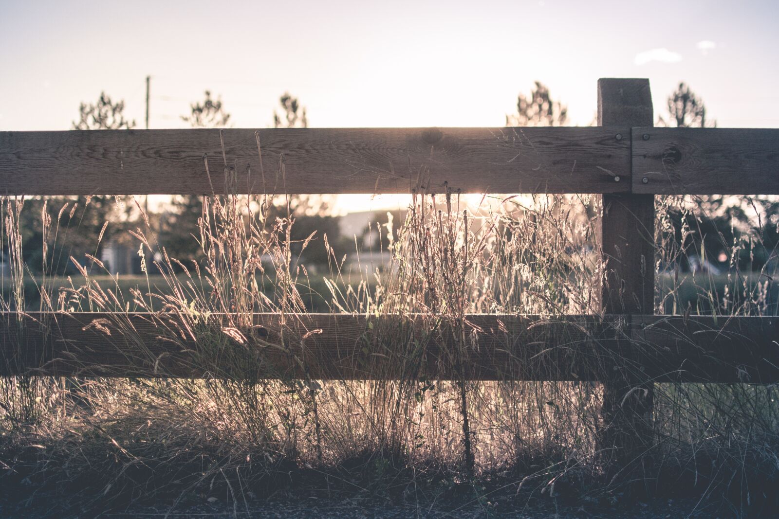 Nikon D3100 sample photo. Fence, grass, outdoors photography