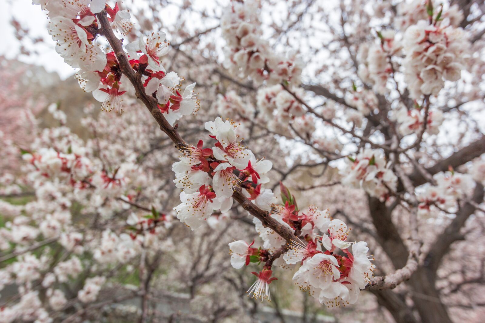 Canon EOS 60D + Canon EF-S 10-22mm F3.5-4.5 USM sample photo. Spring, colors, bloom photography