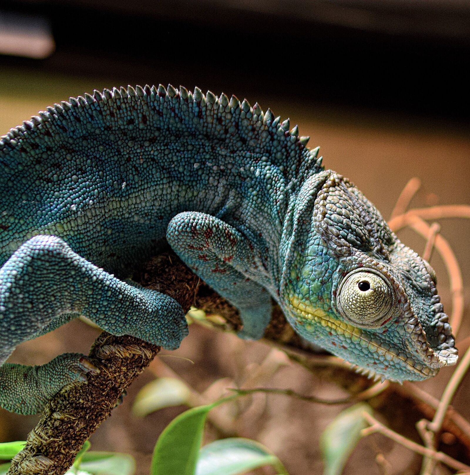 Nikon D5300 sample photo. Chameleon, panther chameleon, schuppenkriechtier photography