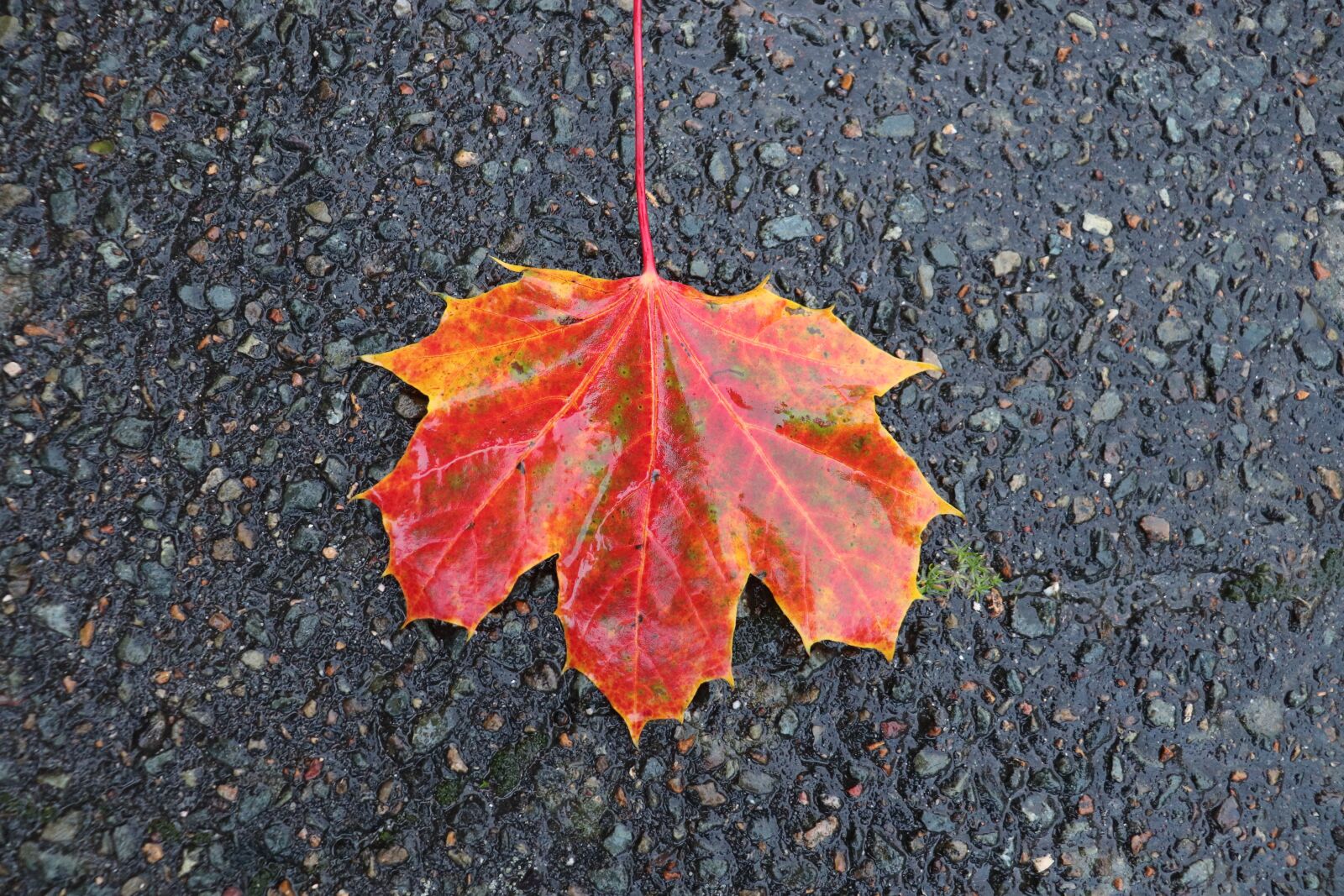 Canon EOS 800D (EOS Rebel T7i / EOS Kiss X9i) sample photo. Fall, leaf, fall colors photography
