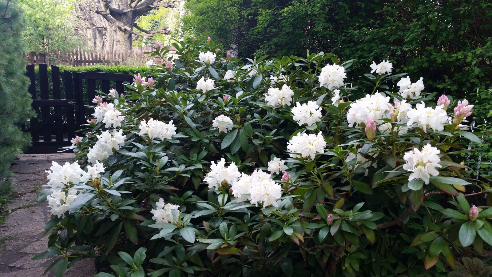 Samsung Galaxy S5 sample photo. Rhododendron, garden, plant photography