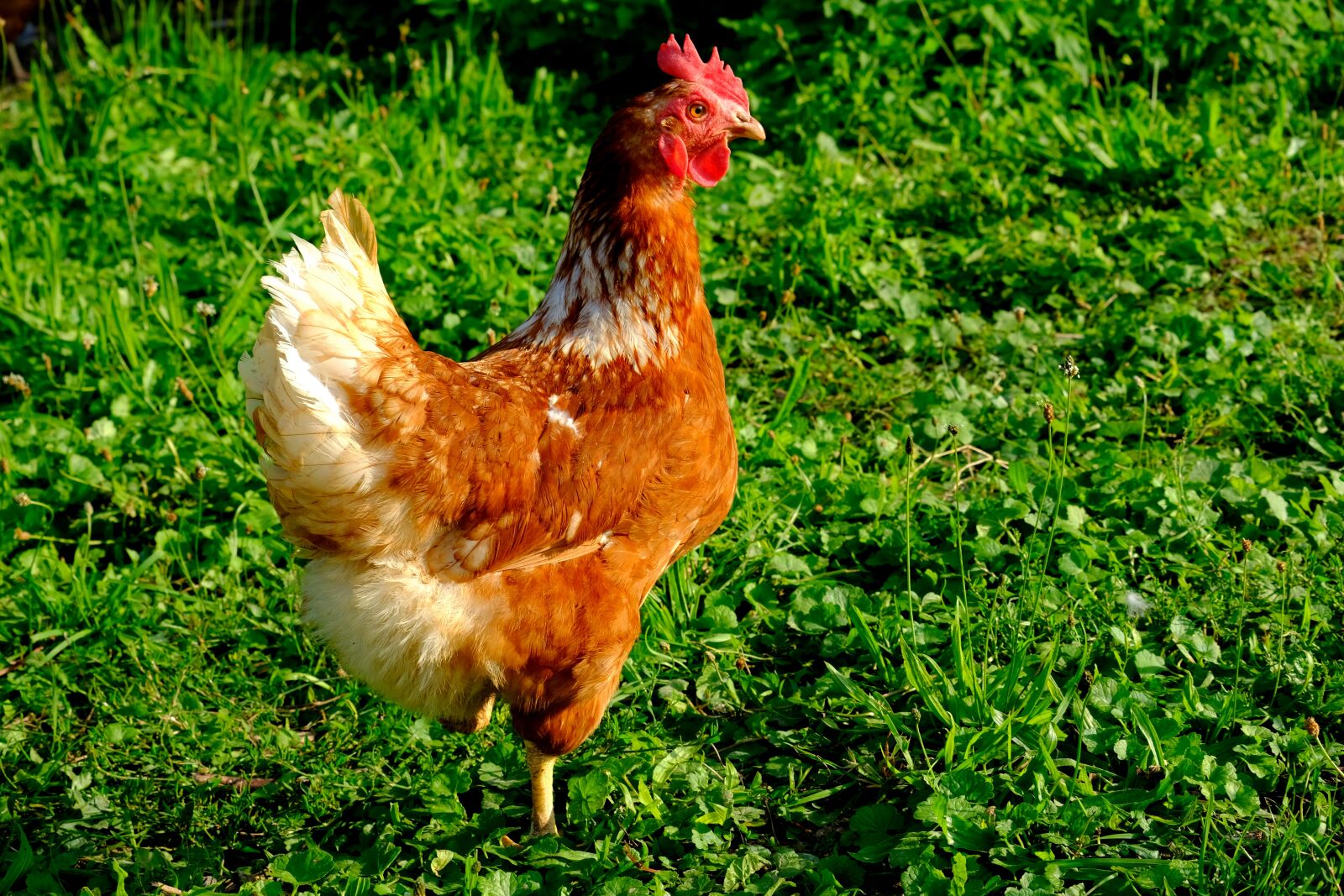 Fujifilm X-T20 sample photo. Chicken, outdoor, poultry photography