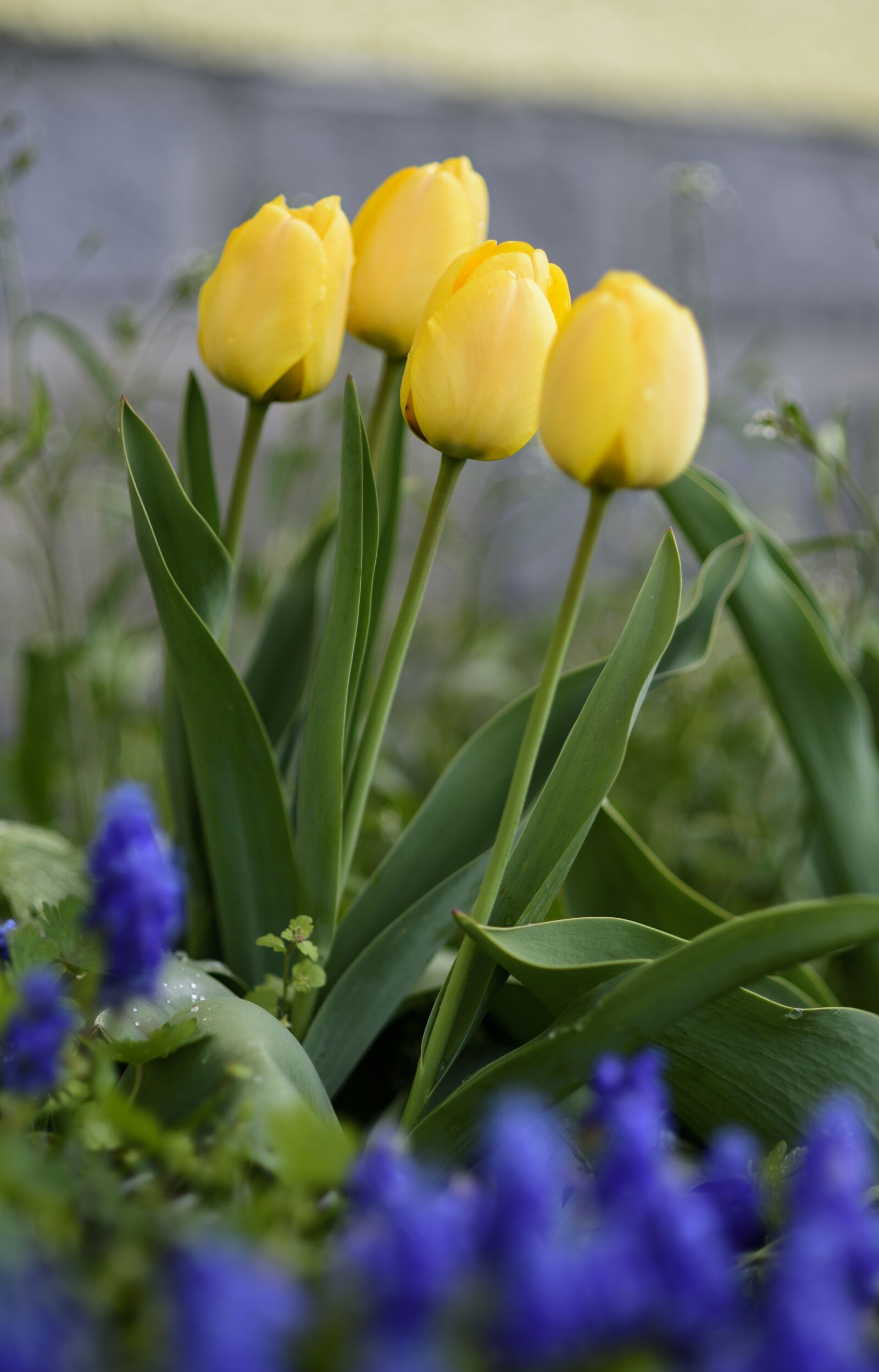 Nikon D750 sample photo. Tulips, yellow, flower bed photography