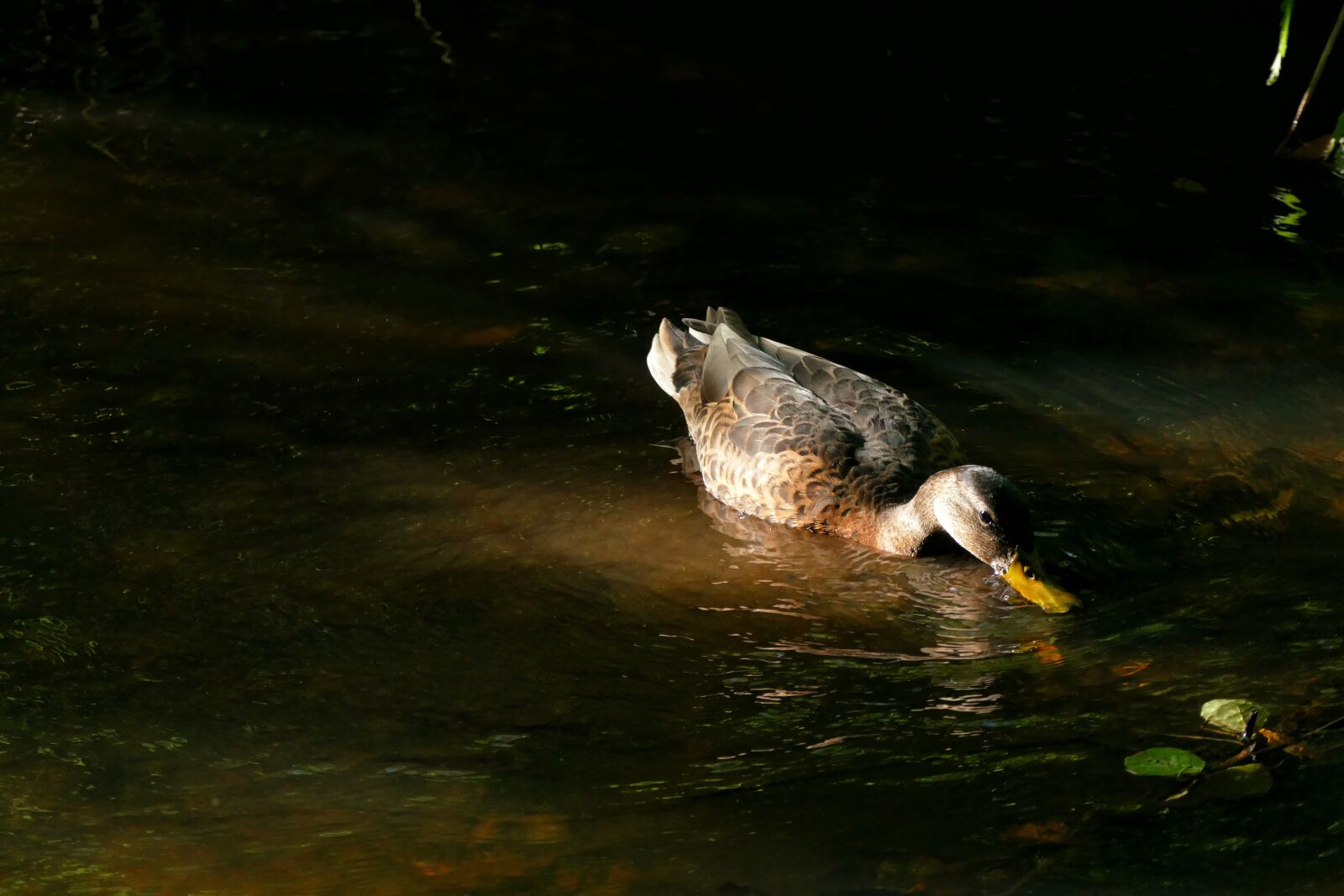 Panasonic Lumix DMC-FZ1000 sample photo. Duck, pond, waters photography