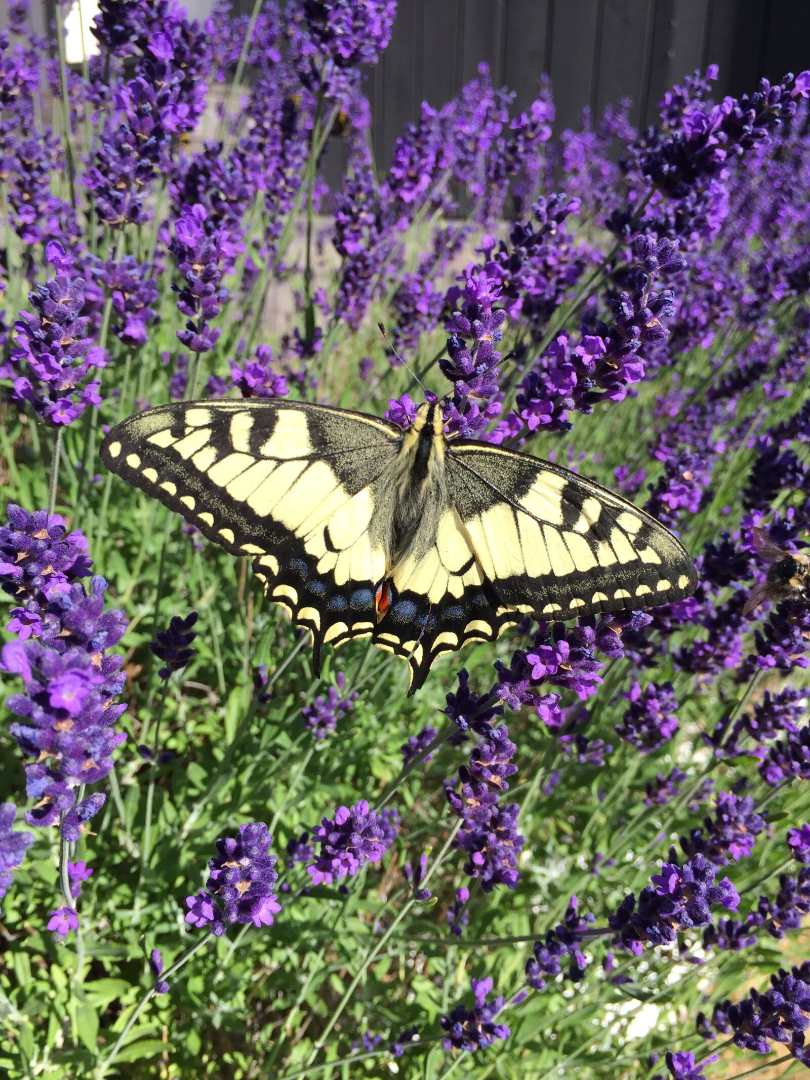 Apple iPhone 6 sample photo. Lavender, makaon, butterfly photography